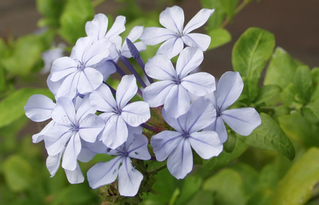 Bild von Plumbago auriculata – Bleiwurz