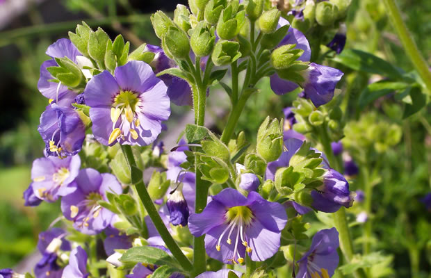 Bild von Polemonium caeruleum – Jakobsleiter, Himmelsleiter, Sperrkraut