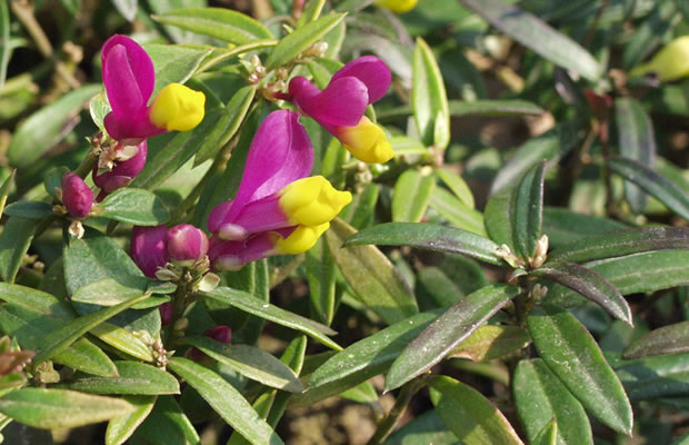 Bild von Polygala chamaebuxus ‚Multicolor‘ – Buchsblättrige Kreuzblume, Buchs-Kreuzblume