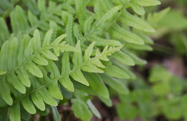 Bild von Polypodium vulgare – Gemeiner Tüpfelfarn, Engelsüß