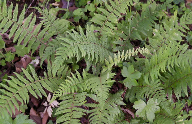 Bild von Polystichum aculeatum – Gelappter Schildfarn, Schildfarn