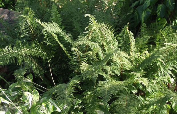 Bild von Polystichum setiferum ‚Proliferum Dahlem‘ – Dahlem-Filigran-Farn