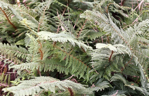 Bild von Polystichum setiferum ‚Proliferum‘ – Schmaler Filigranfarn