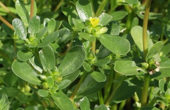 Thumbnail Portulaca oleracea – Gemüse-Portulak