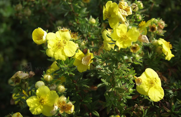 Bild von Potentilla fruticosa – Fingerstrauch, Fünf-Fingerstrauch