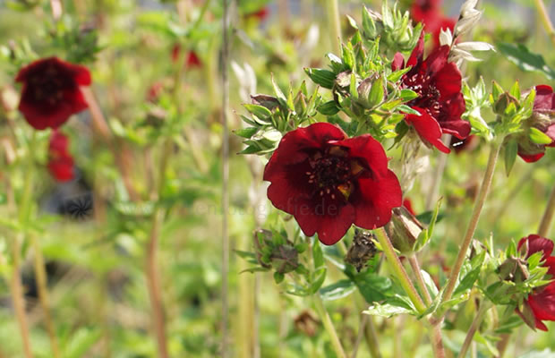 Bild von Potentilla thurberi – Thurberi-Fingerkraut