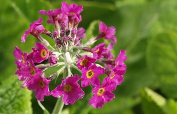 Thumbnail Primula beesiana – Etagen-Primel