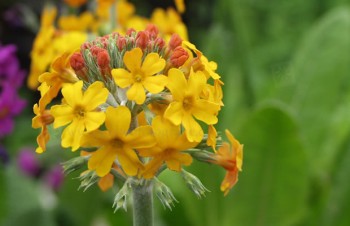 Thumbnail Primula bulleyana – Etagen-Primel