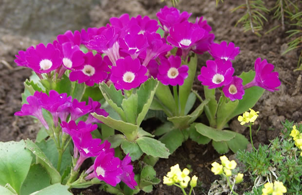 Bild von Primula hirsuta – Behaarte Primel