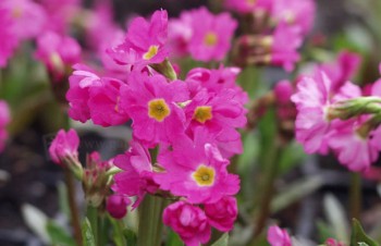 Thumbnail Primula rosea – Rosenprimel