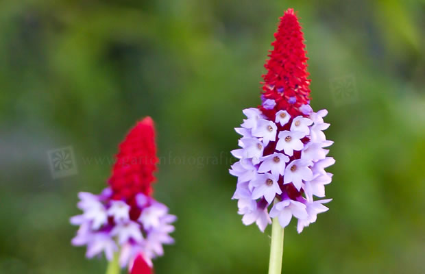 Bild von Primula vialii – Orchideenprimel