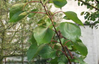 Thumbnail Prunus armeniaca – Aprikose