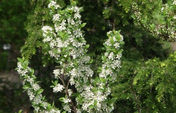 Thumbnail Prunus besseyi ‚Bailey‘ – Sand-Kirsche