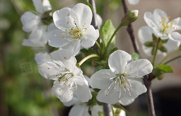 Bild von Prunus cerasus – Sauerkirsche, Weichselkirsche, Weichsel