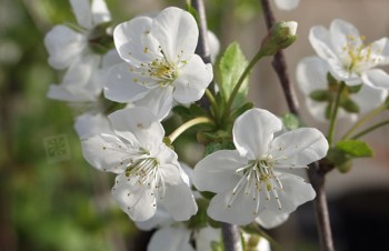 Thumbnail Prunus cerasus – Sauerkirsche