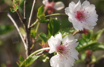 Thumbnail Prunus incisa ‚February Pink‘ – Chinesische Zierkirsche
