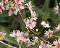 Bild von Prunus japonica – Japanische Mandelkirsche