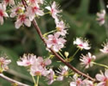 Thumbnail Prunus japonica – Japanische Mandelkirsche