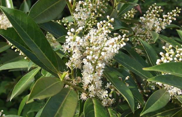 Bild von Prunus laurocerasus – Lorbeerkirsche, Pontische Lorbeerkirsche, Kirschlorbeer