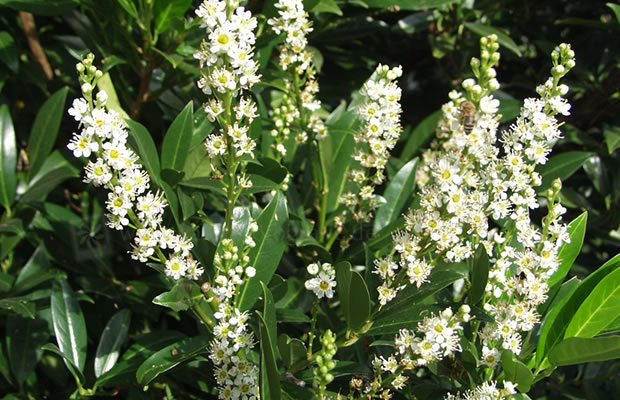 Bild von Prunus laurocerasus ‚Otto Luyken‘ – Lorbeerkirsche, Pontische Lorbeerkirsche, Kirschlorbeer