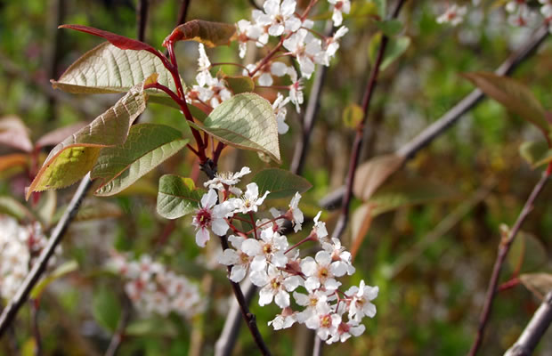 Bild von Prunus padus ‚Colorata‘ – Traubenkirsche, Ahlkirsche, Elsenkirsche, Elexsen, Ölexen, Öxn, Ösn, Sumpfkirsche