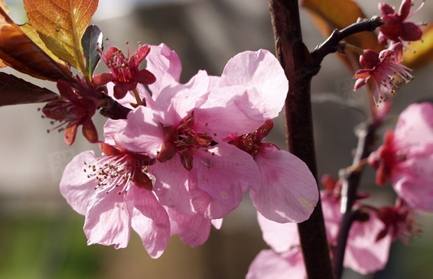 Bild von Prunus persica ‚Spring Glory‘ – Pfirsich