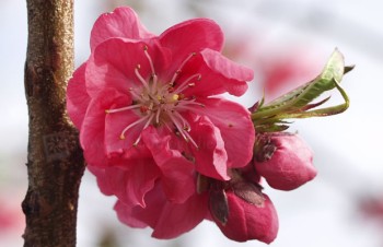Thumbnail Prunus persica ‚Wepping Flame‘ – Pfirsich