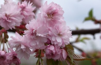 Thumbnail Prunus serrula – Mahagoni-Kirsche