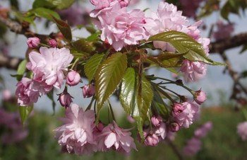 Thumbnail Prunus serrulata ‚Shidare-zakura‘ – Japanische Hänge-Nelkenkirsche