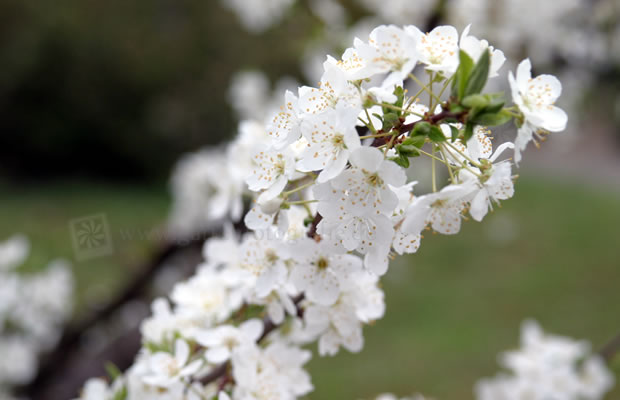 Bild von Prunus simonii – Simons Pflaume