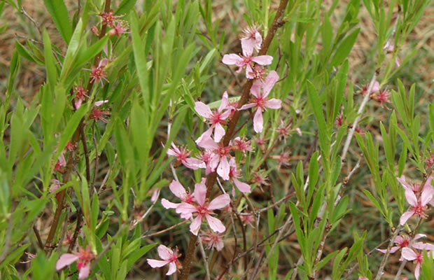 Bild von Prunus tenella – Zwerg-Mandel, Strauch-Mandel