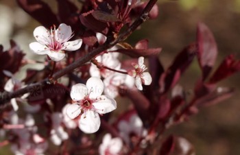 Thumbnail Prunus x cistena – Zwerg-Blutpflaume