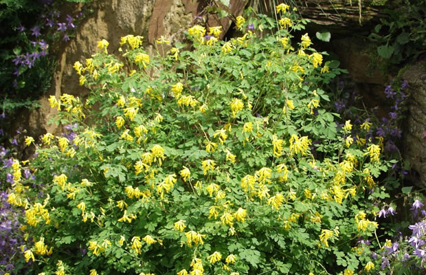 Bild von Pseudofumaria lutea – Gelber Lerchensporn, Falscher Erdrauch, Gelbblühender Scheinlerchensporn, Scheinerdrauch
