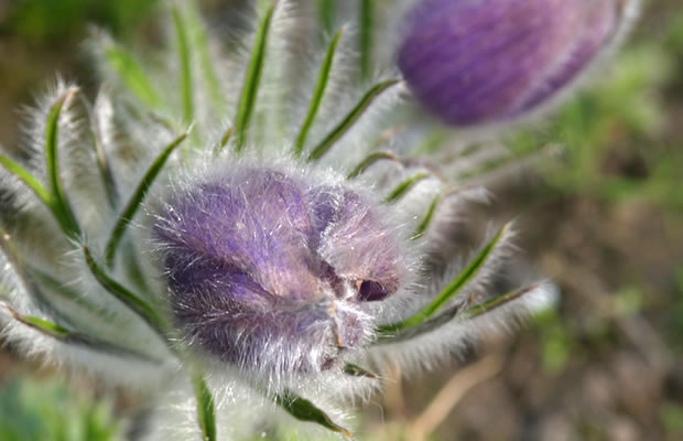 Bild von Pulsatilla halleri ssp. slavica – Slawische Kuhschelle, Hallers Küchenschelle, Hallers Küchenschelle