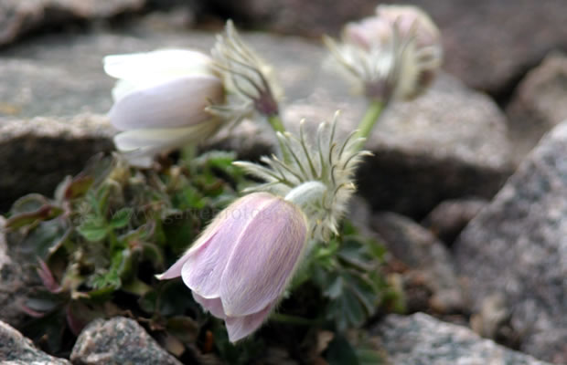 Bild von Pulsatilla vernalis – Frühlings-Kuhschelle, Frühlings-Anemone, Frühlings-Küchenschelle, Pelzanemone