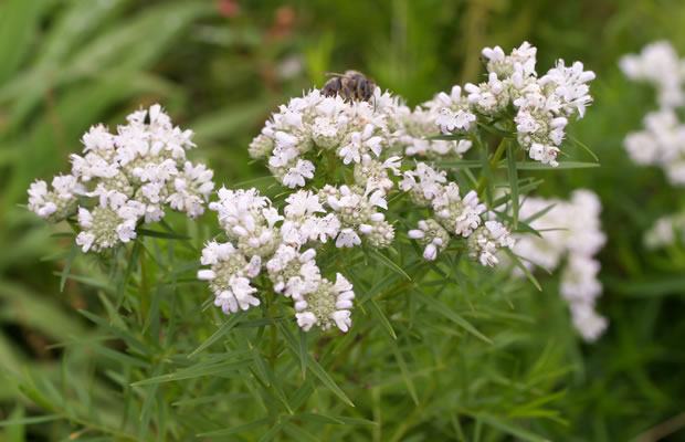 Bild von Pycnanthemum tenuifolium – Schmalblättrige Bergminze, Prärieminze, Amerikanische Bergminze