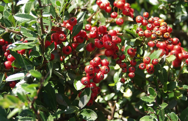 Bild von Pyracantha coccinea – Feuerdorn