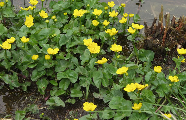 Bild von Ranunculus aquatilis – Gemeiner Wasserhahnenfuß