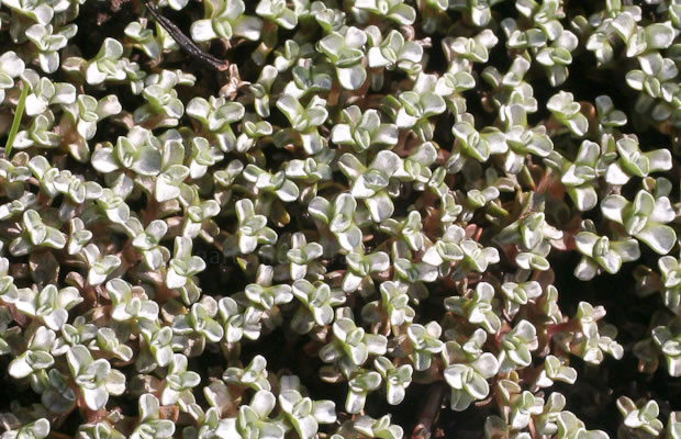Bild von Raoulia australis – Schafsteppich, Silberkissen