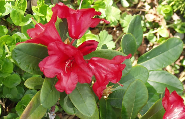 Bild von Rhododendron forrestii ‚Rotkäppchen‘ – Rhododendron