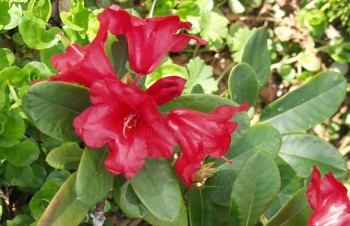 Thumbnail Rhododendron forrestii ‚Rotkäppchen‘ – Rhododendron