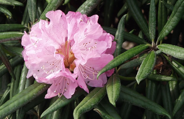 Bild von Rhododendron adenogynum – Rhododendron, Alpenrose, Almenrausch