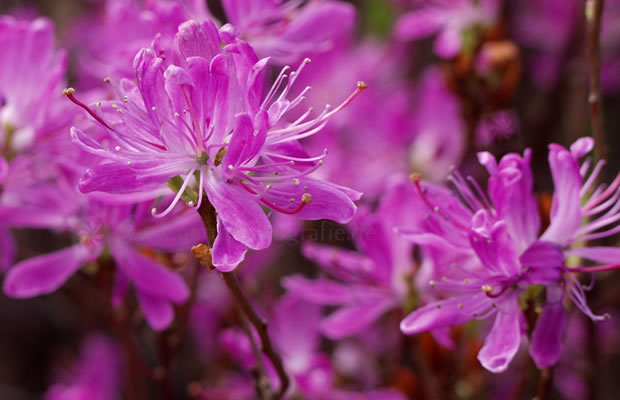 Bild von Rhododendron canadense – Rhododendron