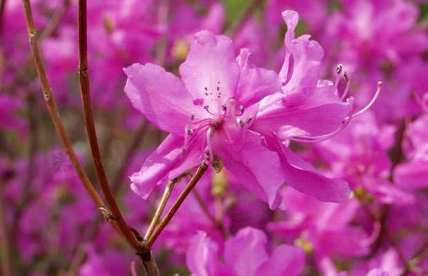 Bild von Rhododendron nudipes – Rhododendron