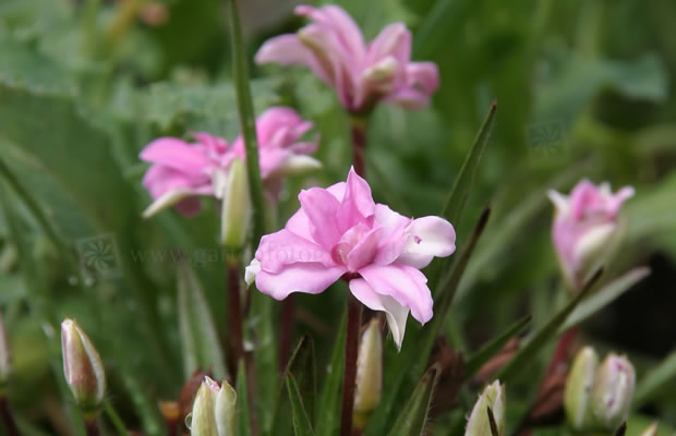Bild von Rhodohypoxis baurii ‚Harlequin‘ – Magentastern, Grasstern