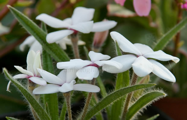 Bild von Rhodohypoxis baurii ‚Picta‘ – Magentastern, Grasstern