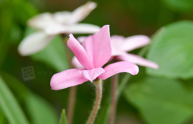 Bild von Rhodohypoxis baurii ‚Stella‘ – Magentastern, Grasstern
