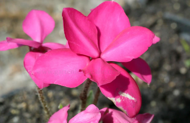 Bild von Rhodohypoxis baurii ‚Tetra Red‘ – Magentastern, Grasstern