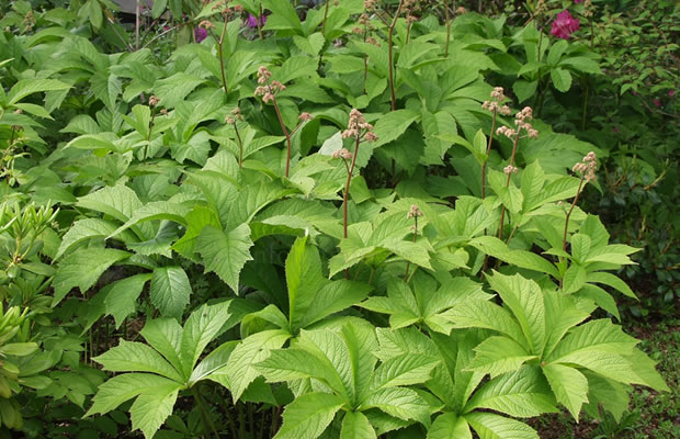 Rodgersia pinnata - Fiederblättriges Schaublatt ...