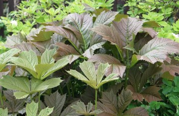 Thumbnail Rodgersia podophylla – Gestieltblättriges Schaublatt